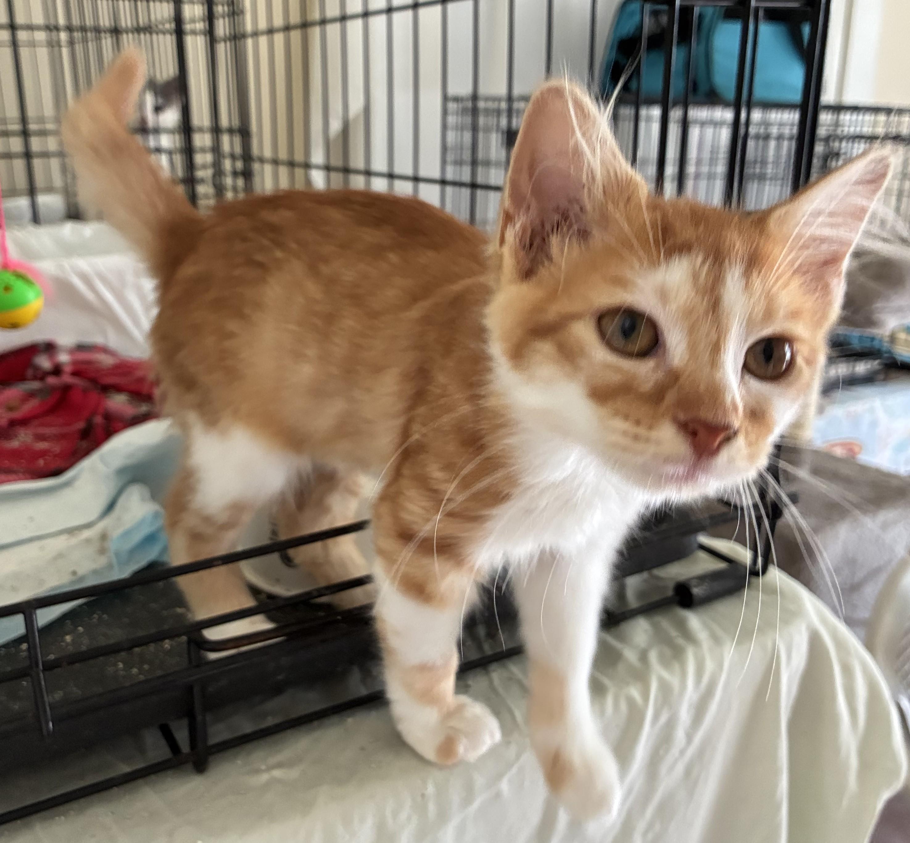 Enlarge Ginger, a Adopted mixed breed in Dawson, GA image 3/3