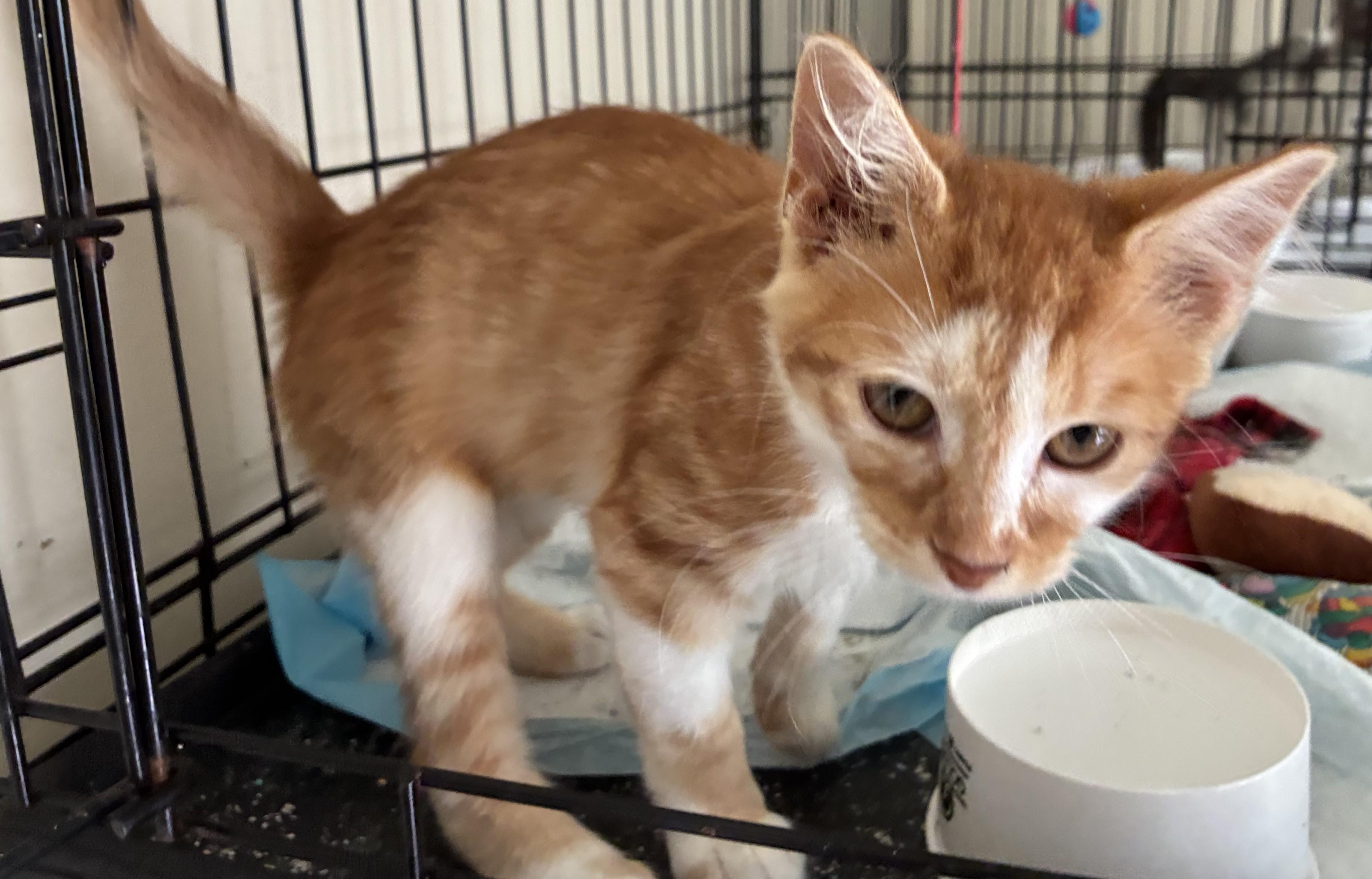Enlarge Ginger, a Adopted mixed breed in Dawson, GA image 1/3