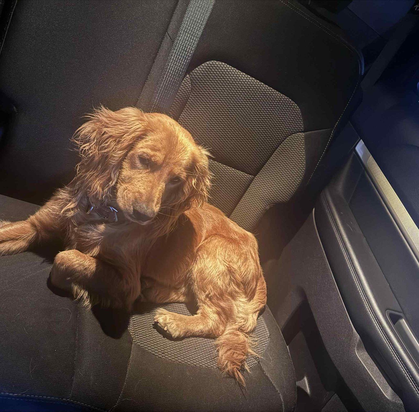 Finch, a ADOPTABLE Cocker Spaniel in San Diego, CA image 1/2