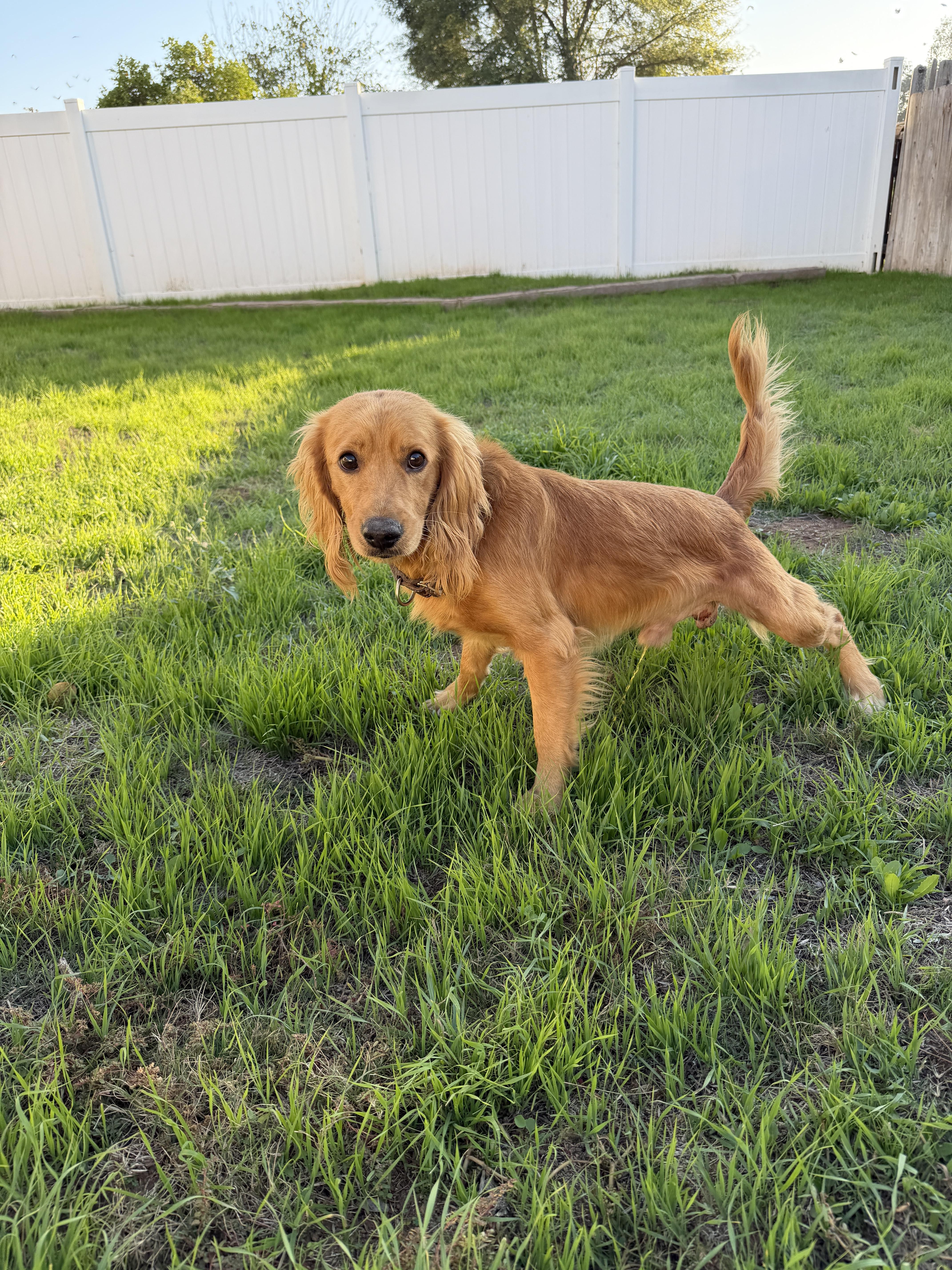 Finch, a ADOPTABLE Cocker Spaniel in San Diego, CA image 2/2