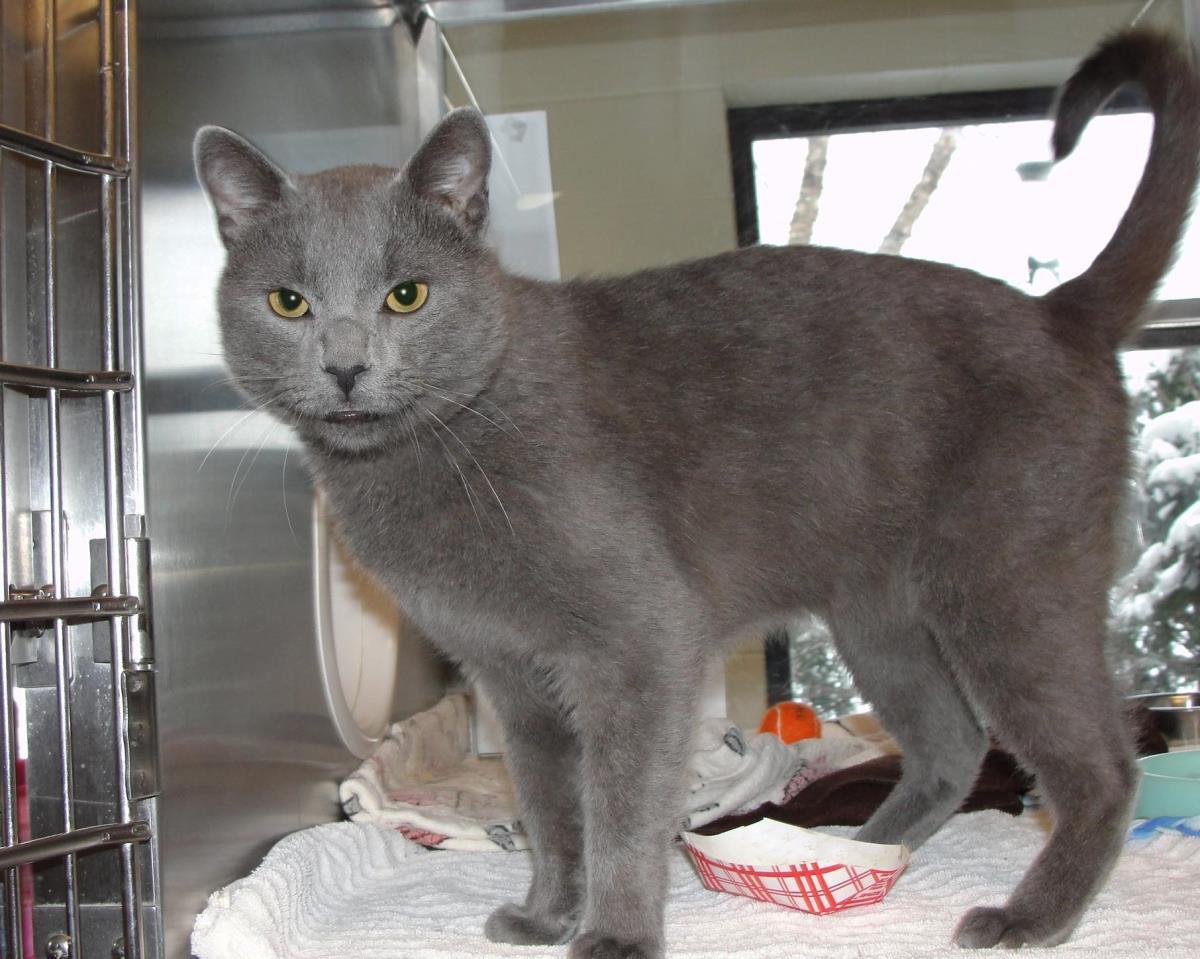 Sleet, Adoptable, Adult Male Domestic Short Hair.