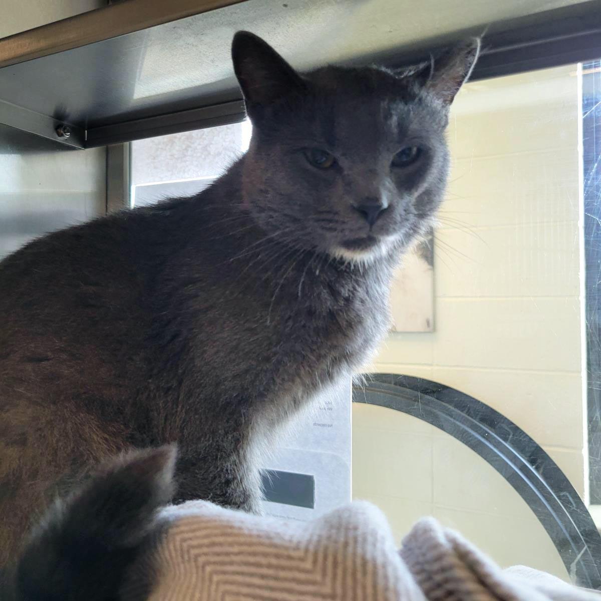 Enlarge Sleet, a Adoptable Domestic Short Hair in Plover, WI image 2/3