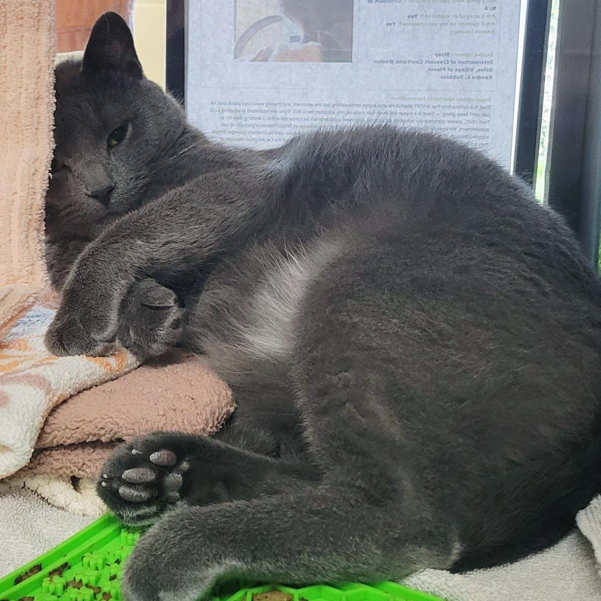 Enlarge Sleet, a Adoptable Domestic Short Hair in Plover, WI image 3/3