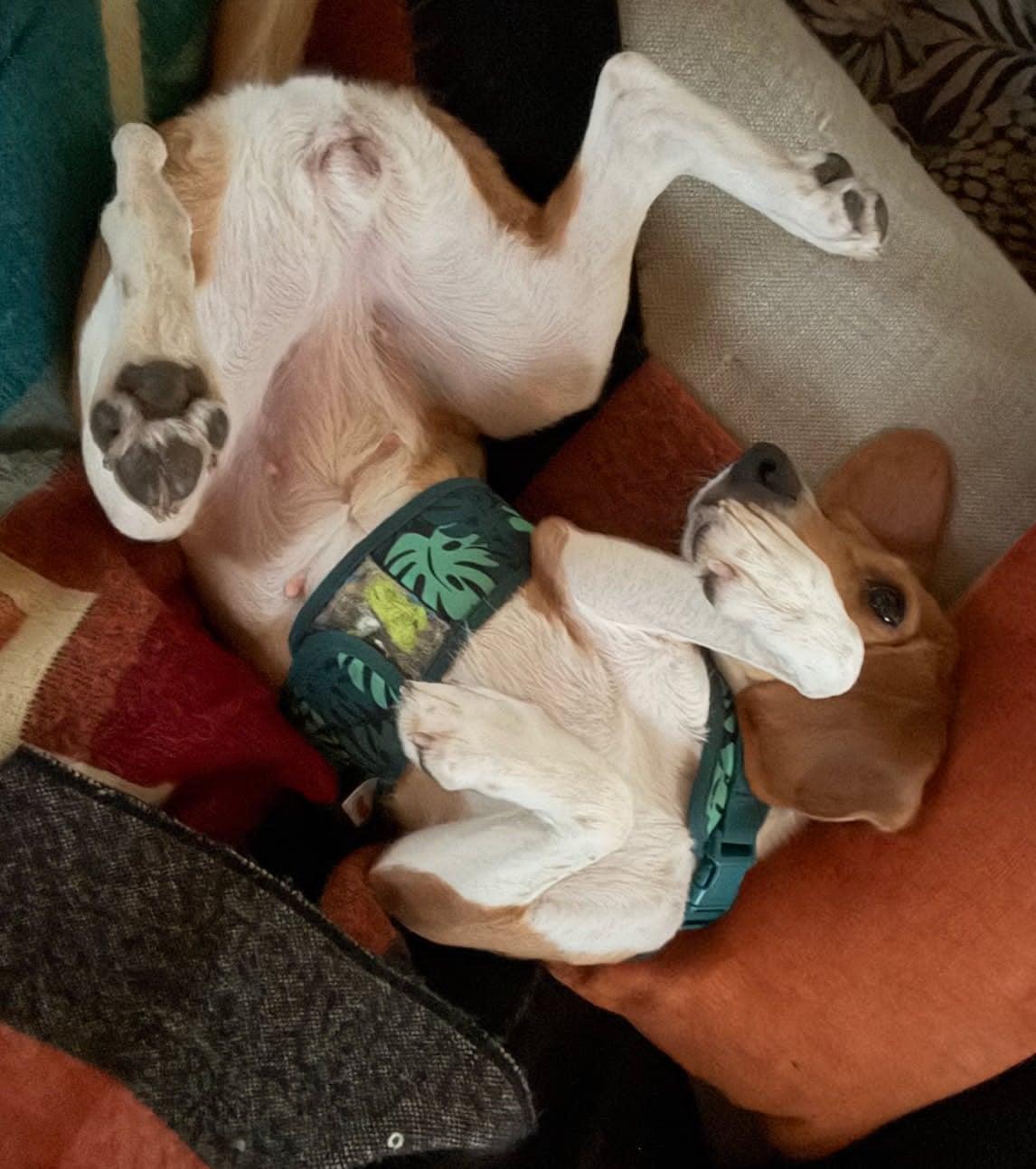 Enlarge Willow, a Adoptable Beagle in Whitewater, WI image 2/6