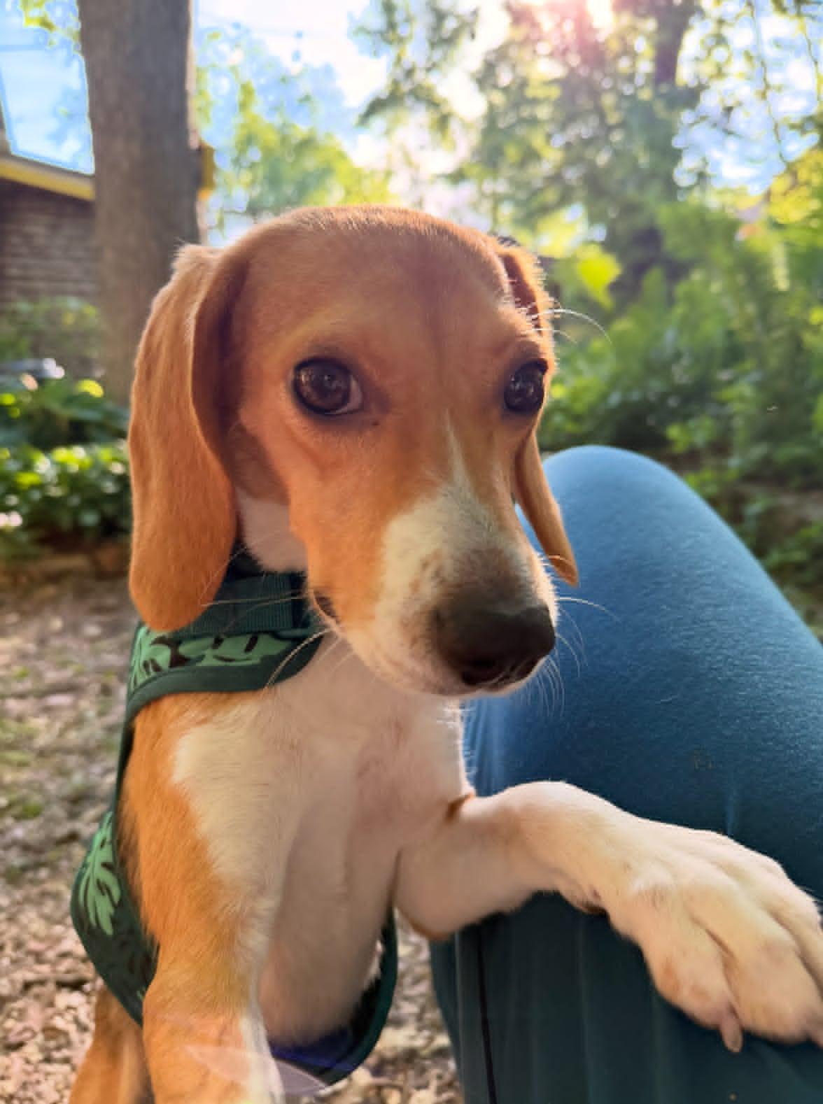 Enlarge Willow, a Adoptable Beagle in Whitewater, WI image 3/6