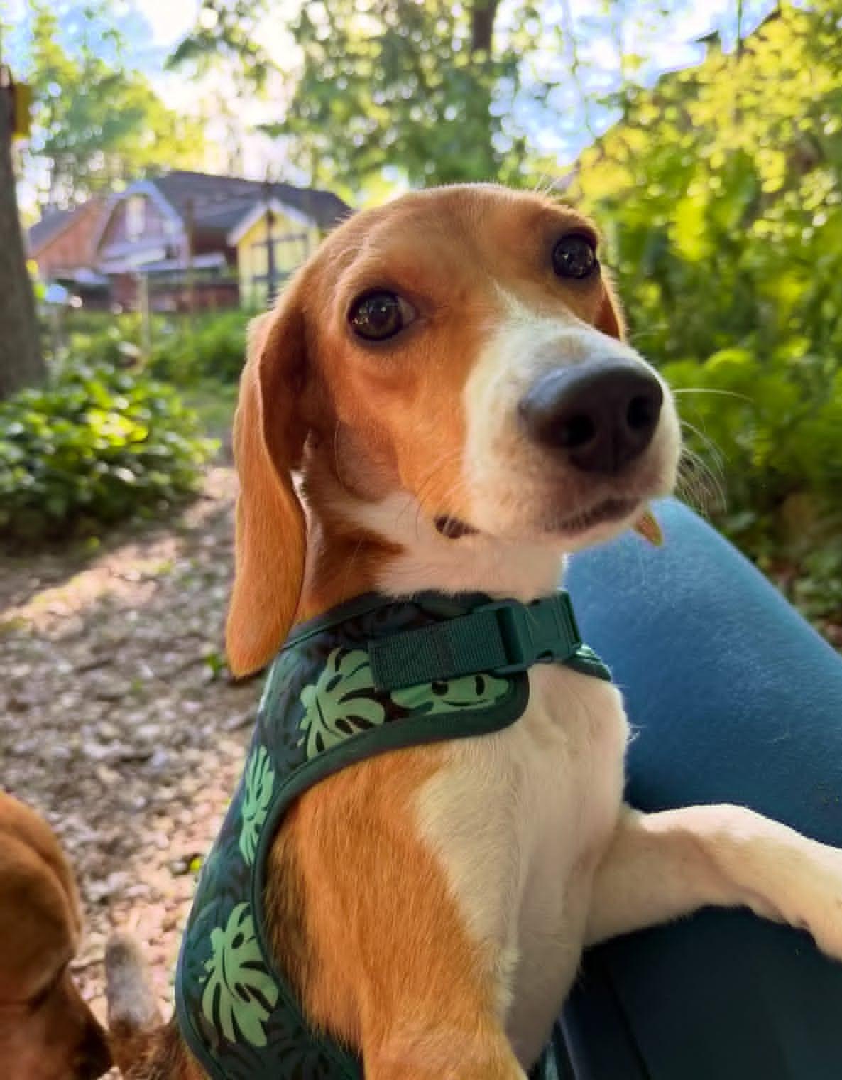 Willow, Adoptable, Adult Female Beagle.