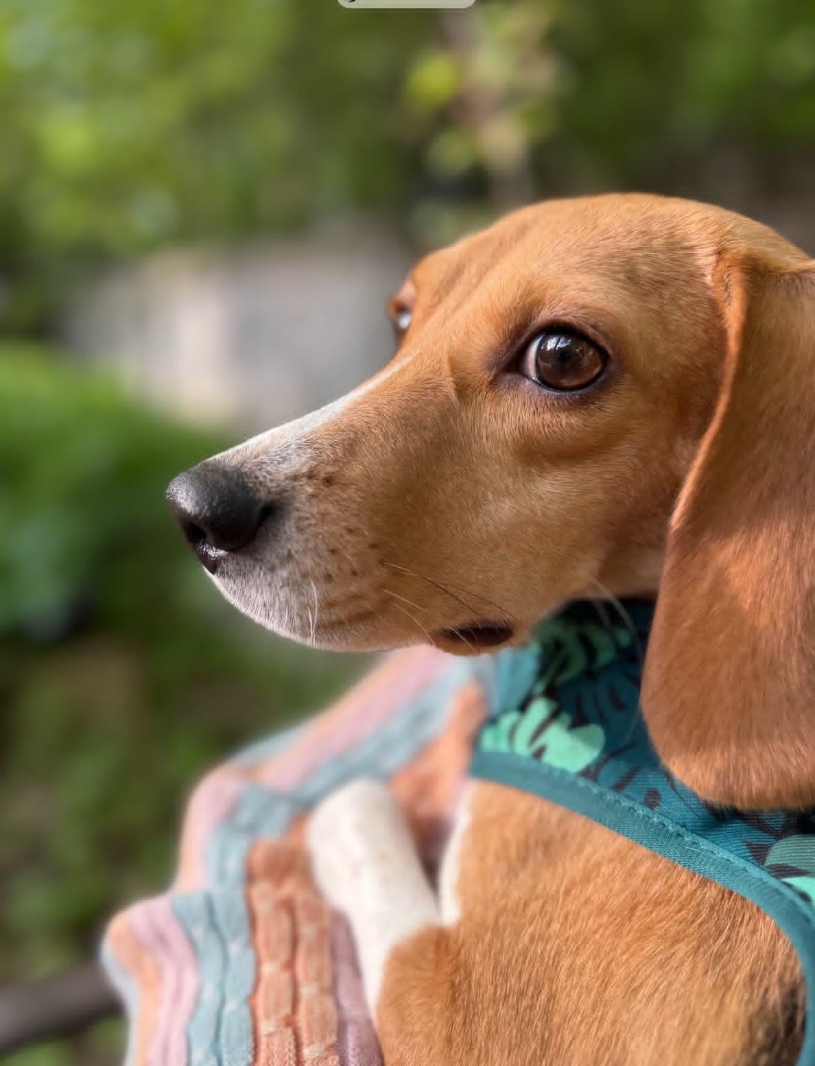 Enlarge Willow, a Adoptable Beagle in Whitewater, WI image 5/6
