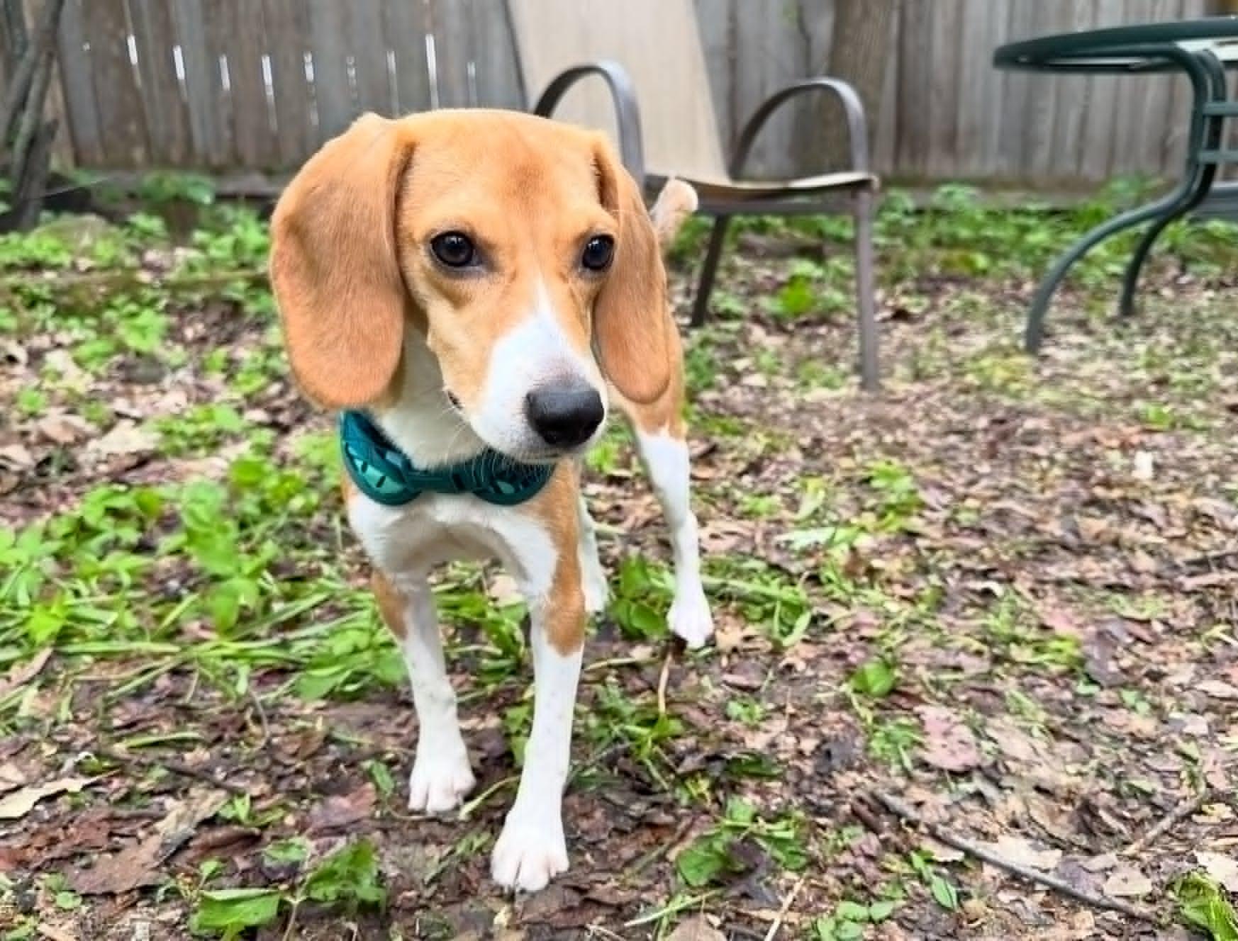 Enlarge Willow, a Adoptable Beagle in Whitewater, WI image 6/6