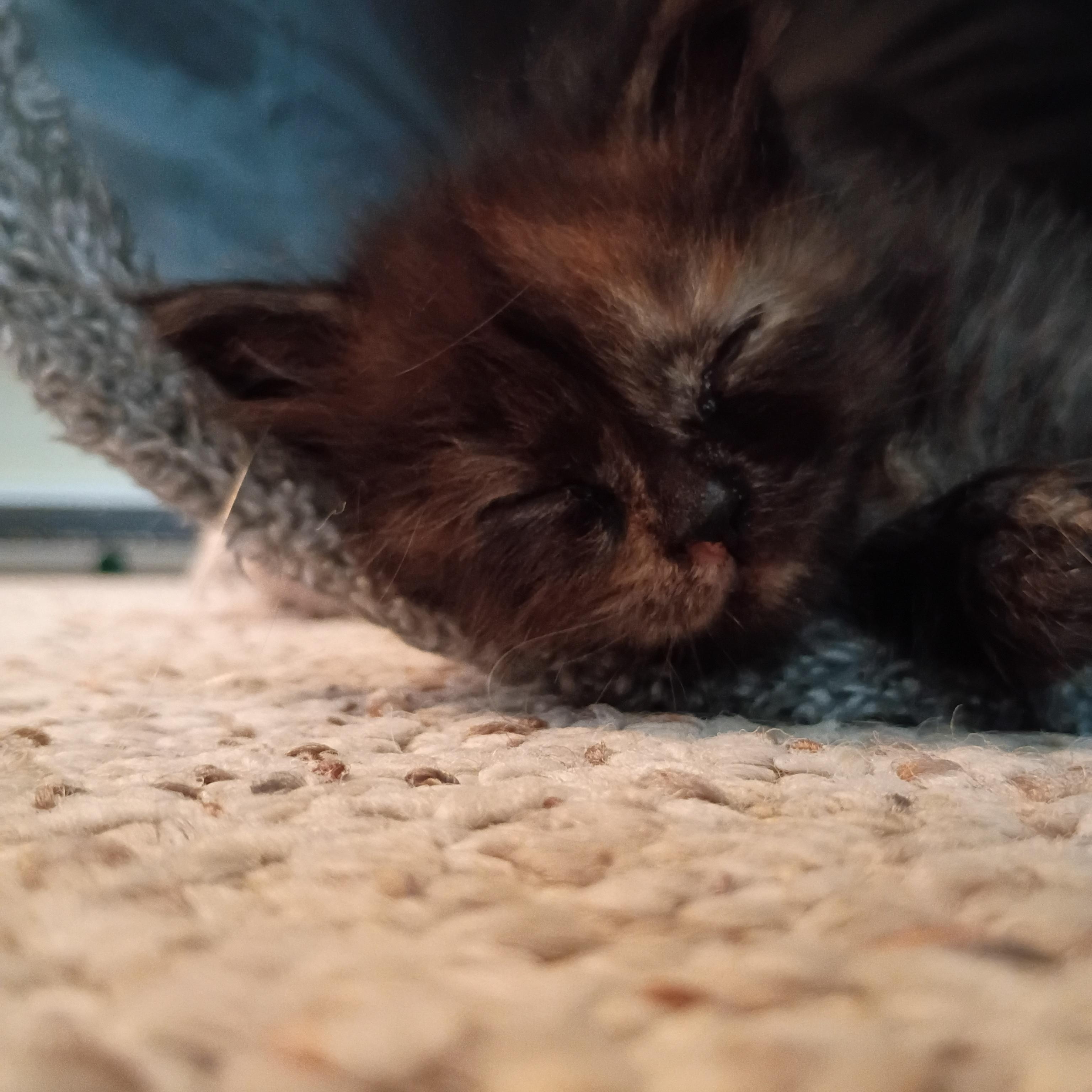 Enlarge Merlot, a Adoptable Tortoiseshell in Bordentown, NJ image 2/4