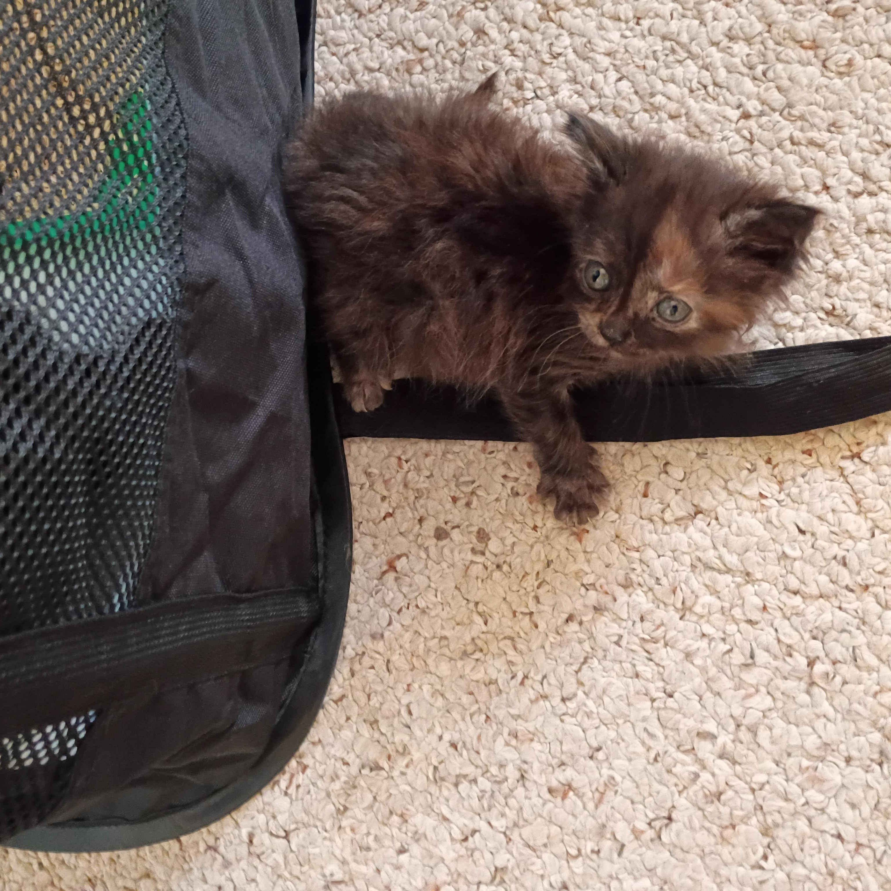 Enlarge Merlot, a Adoptable Tortoiseshell in Bordentown, NJ image 3/4