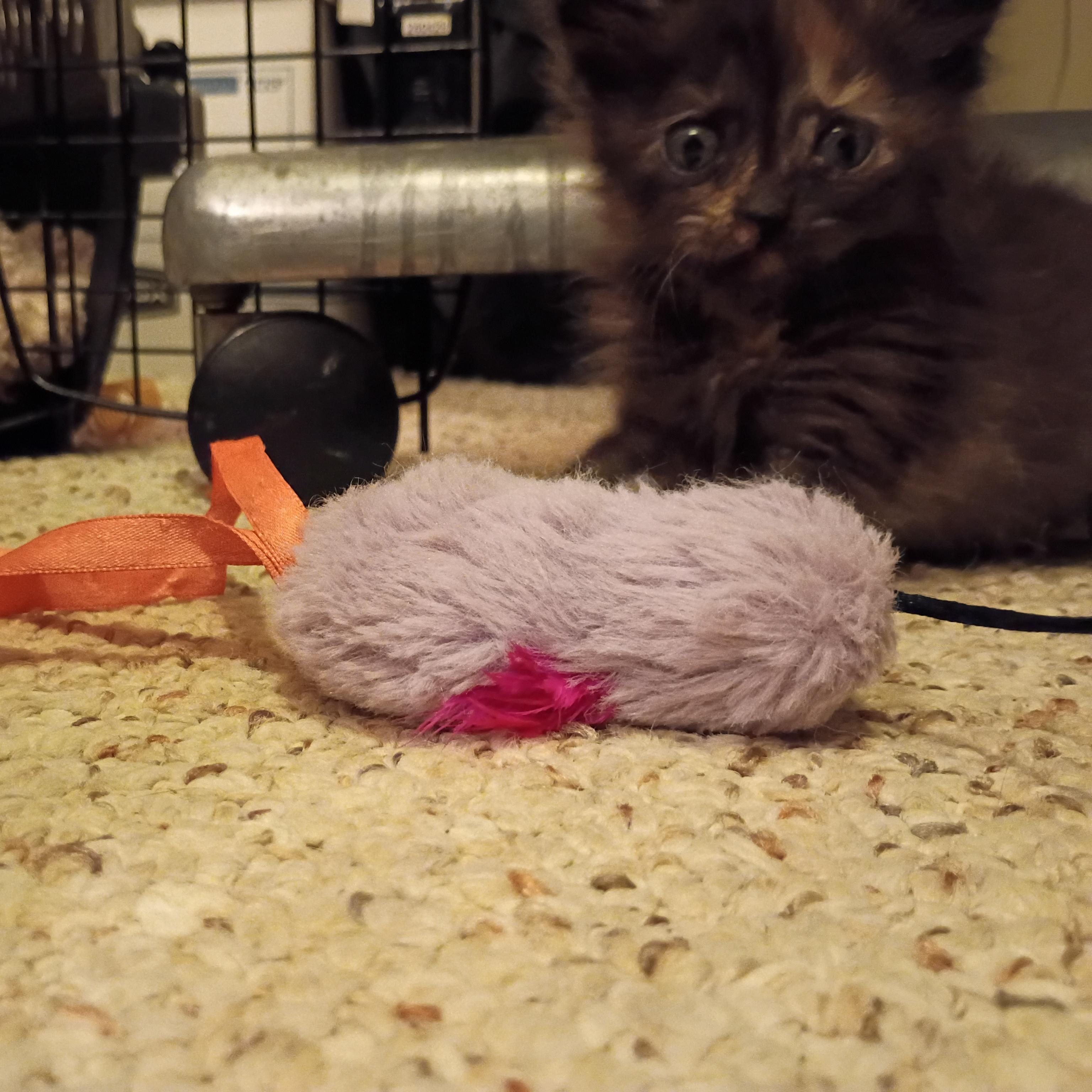 Enlarge Merlot, a Adoptable Tortoiseshell in Bordentown, NJ image 4/4