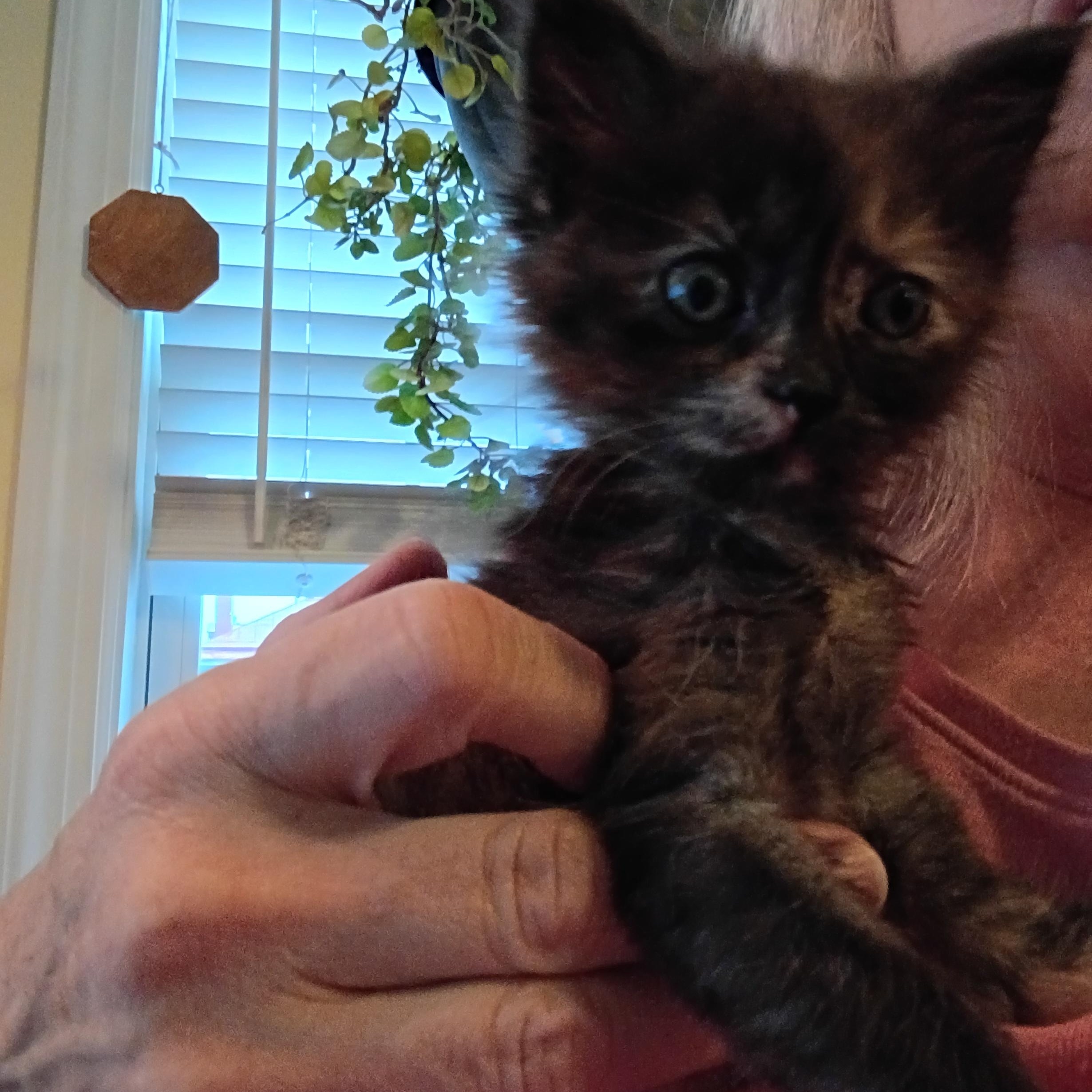 Merlot, Adoptable, Kitten Female Tortoiseshell.