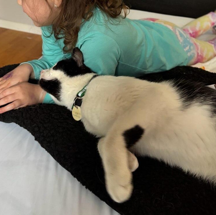 Enlarge Brock  (m) 1yrs old Tuxedo , a ADOPTABLE Domestic Short Hair in Ottawa, ON image 3/6