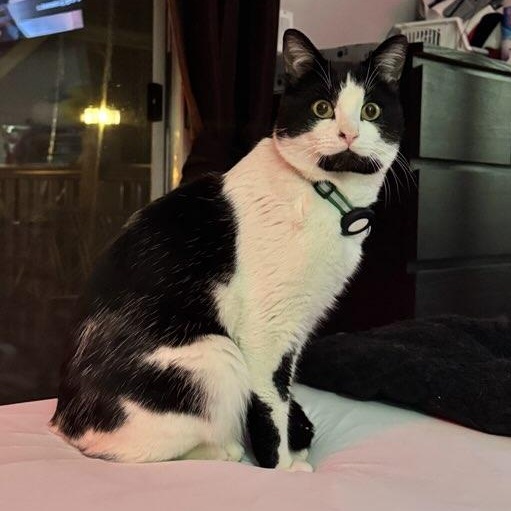 Brock  (m) 1yrs old Tuxedo , ADOPTABLE, Adult Male Domestic Short Hair.