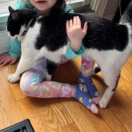 Enlarge Brock  (m) 1yrs old Tuxedo , a ADOPTABLE Domestic Short Hair in Ottawa, ON image 2/6