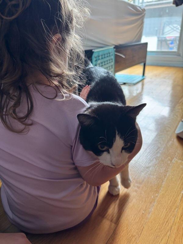 Enlarge Brock  (m) 1yrs old Tuxedo , a ADOPTABLE Domestic Short Hair in Ottawa, ON image 6/6