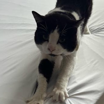 Enlarge Brock  (m) 1yrs old Tuxedo , a ADOPTABLE Domestic Short Hair in Ottawa, ON image 5/6