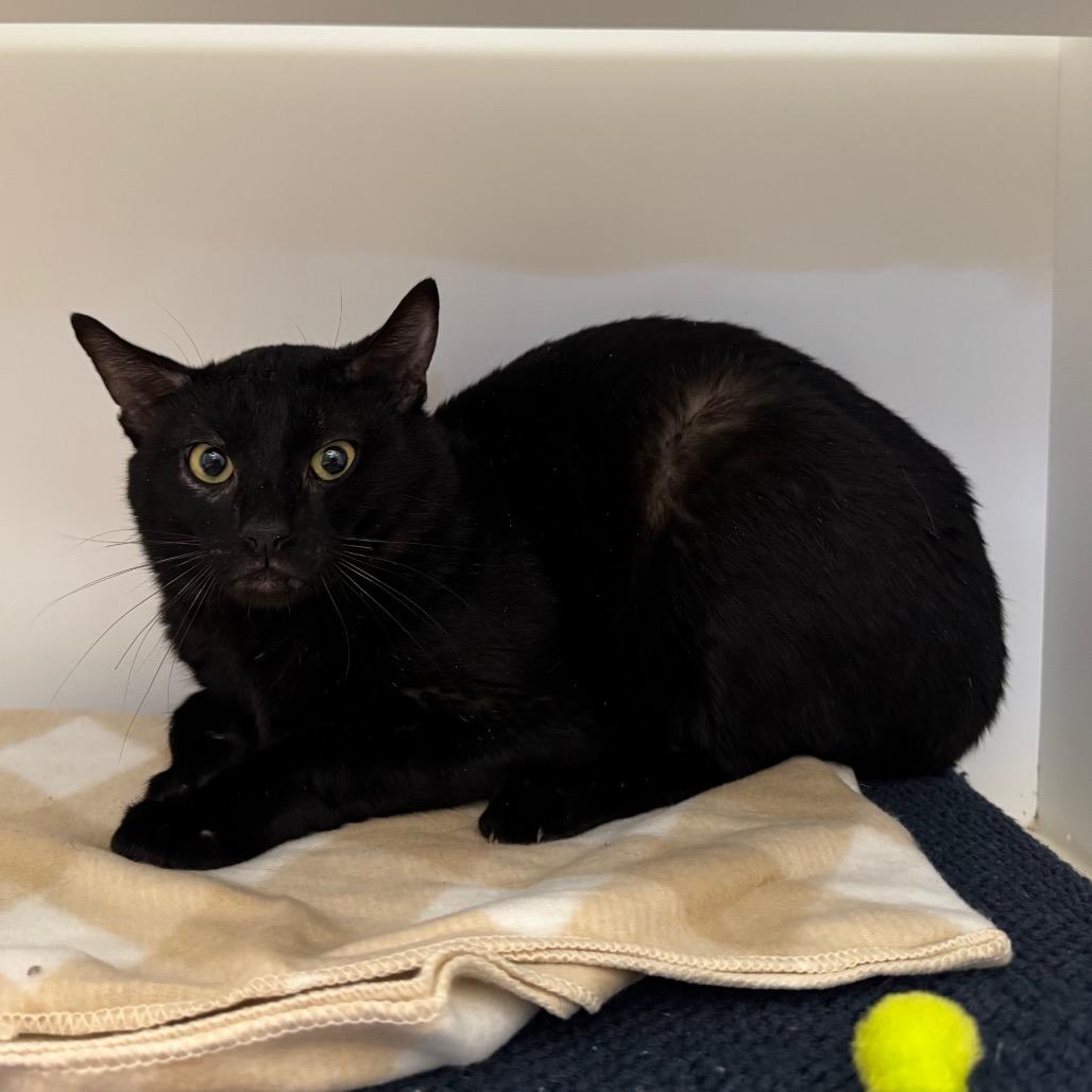 Midnight, a Adoptable mixed breed in Webster, TX image 1/2