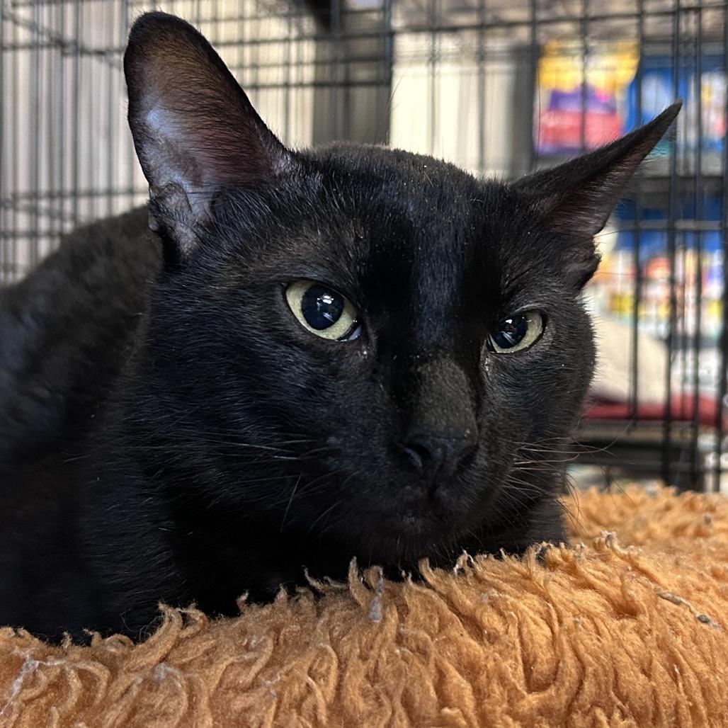 Midnight, a Adoptable mixed breed in Webster, TX image 2/2