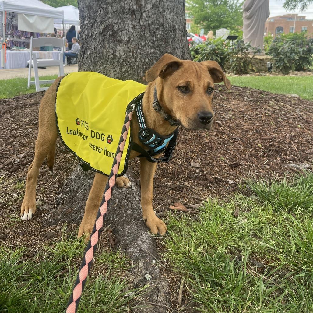 Oakley, a Adoptable mixed breed in Duck River, TN image 1/6