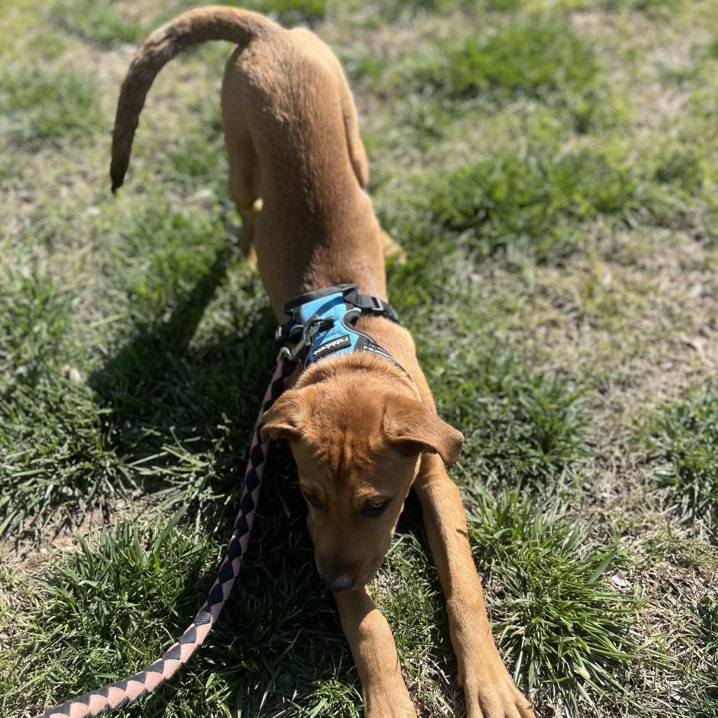 Oakley, a Adoptable mixed breed in Duck River, TN image 2/6