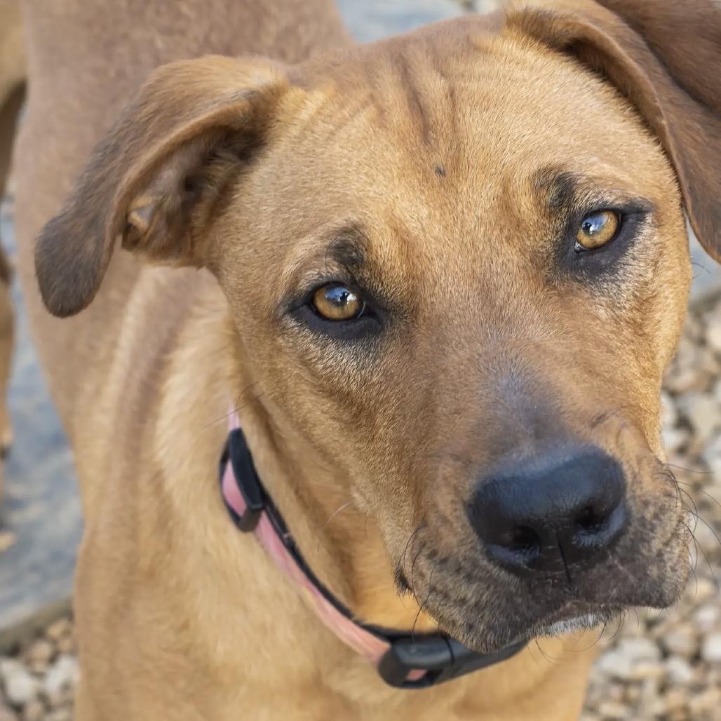 Oakley, a Adoptable mixed breed in Duck River, TN image 3/6
