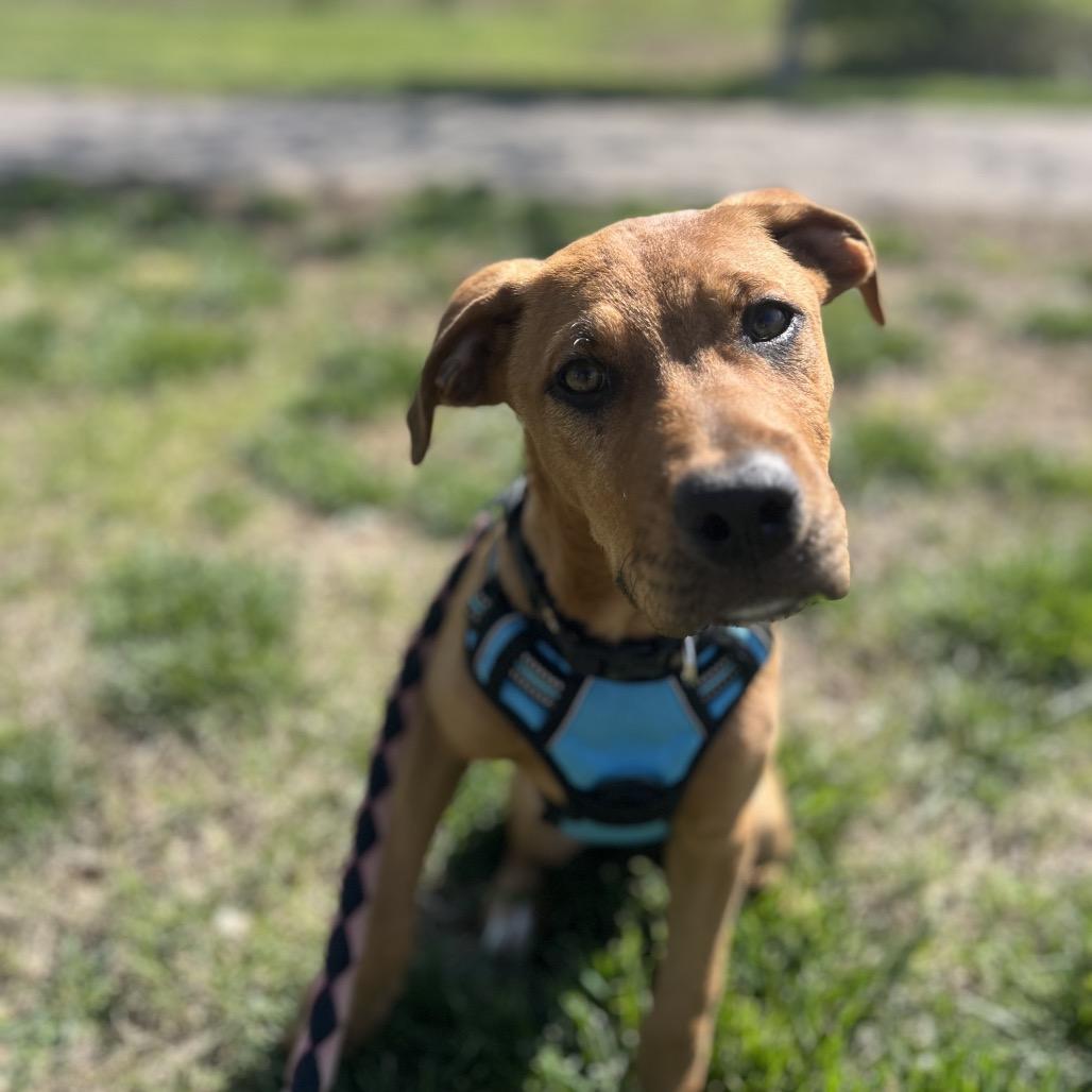 Oakley, a Adoptable mixed breed in Duck River, TN image 4/6