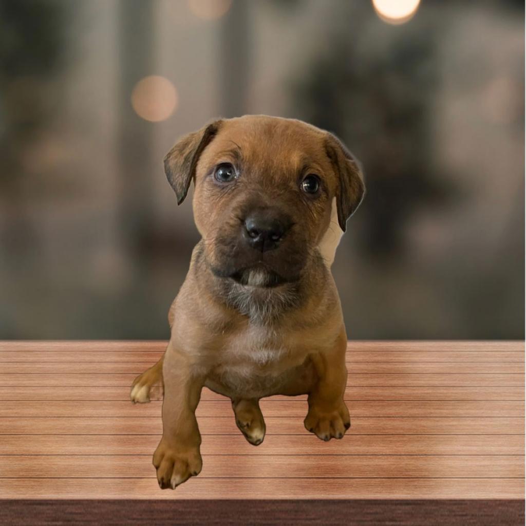 Oakley, a Adoptable mixed breed in Duck River, TN image 5/6