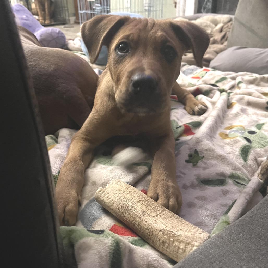 Oakley, a Adoptable mixed breed in Duck River, TN image 6/6