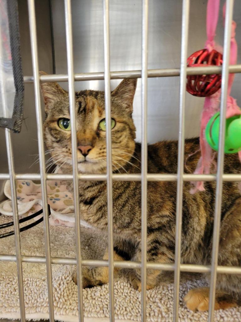 Enlarge Sassy, a Adoptable mixed breed in Sunnyvale, TX image 1/1