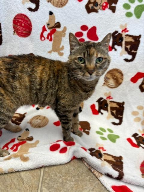 Enlarge Sassy, a Adoptable mixed breed in Sunnyvale, TX image 2/2
