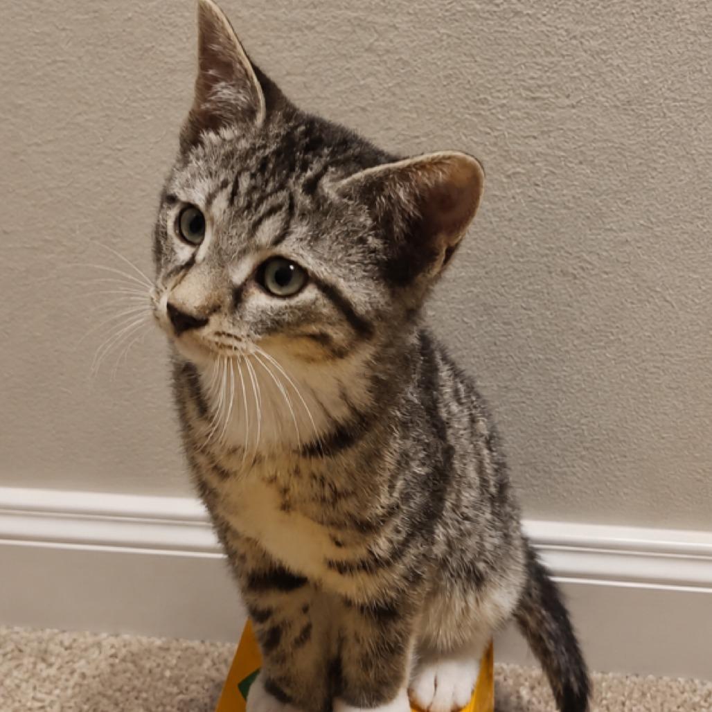 Bright eyes, Adoptable, Kitten Female Domestic Short Hair.