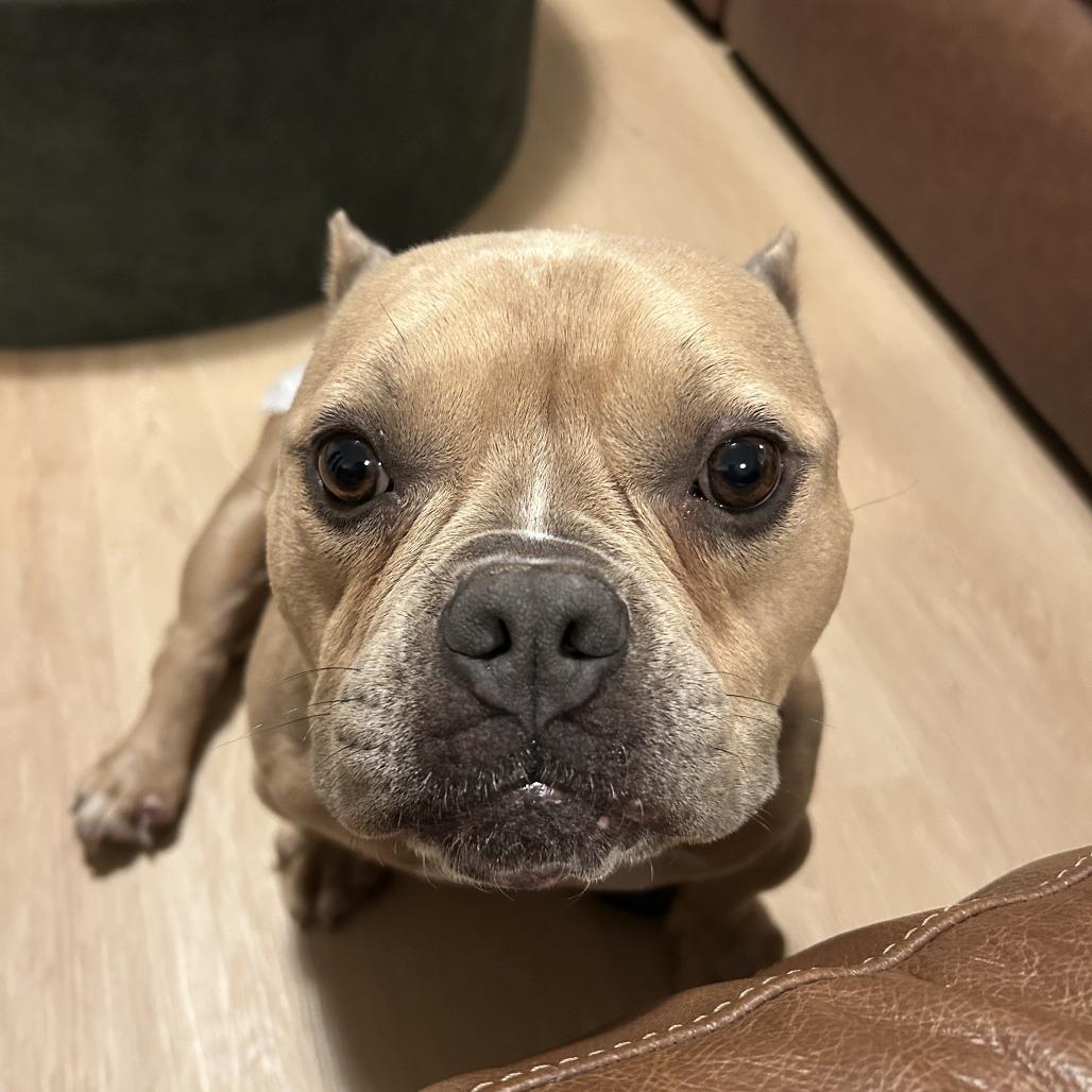 Fiona, Adoptable, Adult Female Mixed Breed.