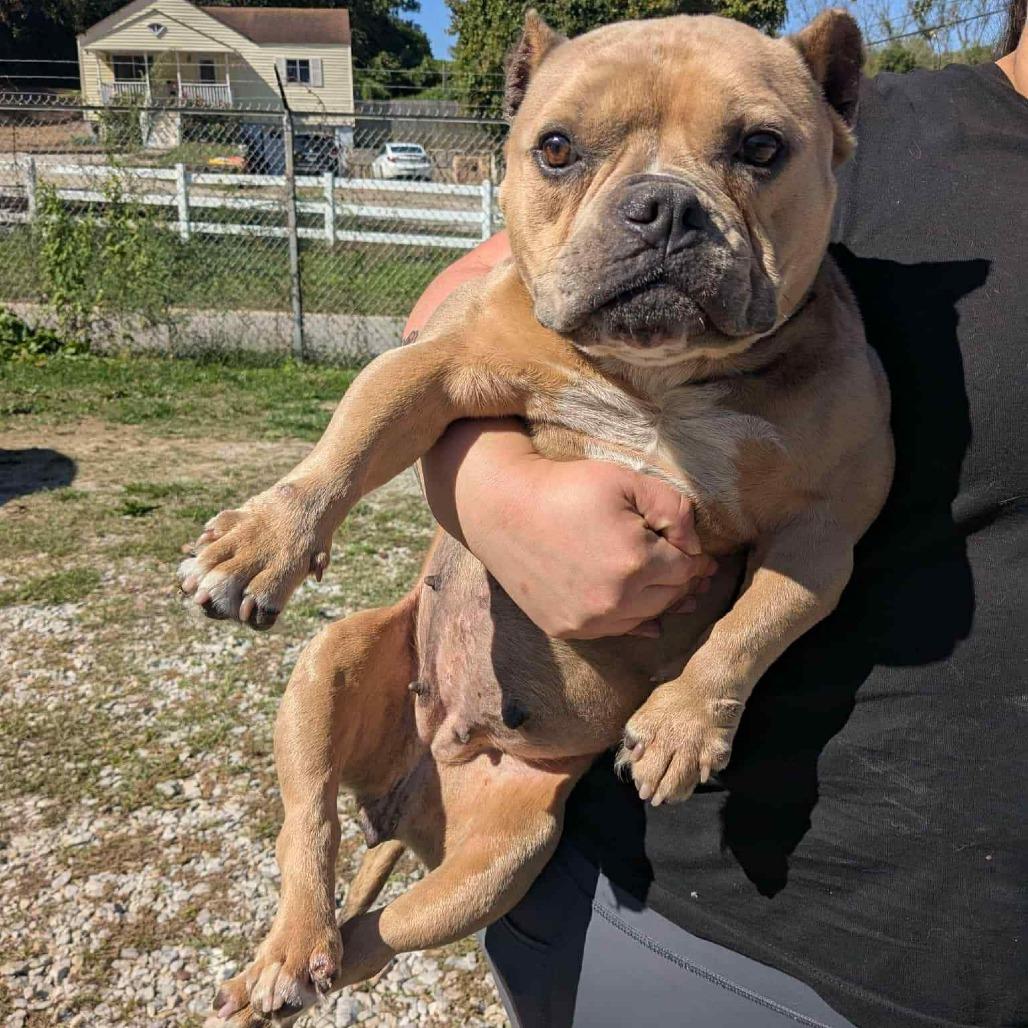 Fiona, a Adoptable Mixed Breed in Staten Island, NY image 2/6