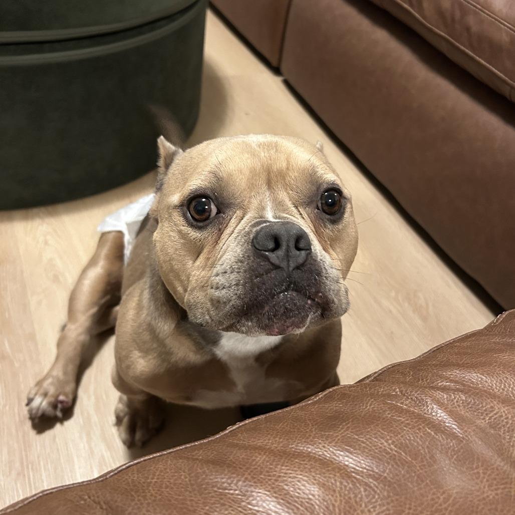 Fiona, a Adoptable Mixed Breed in Staten Island, NY image 4/6