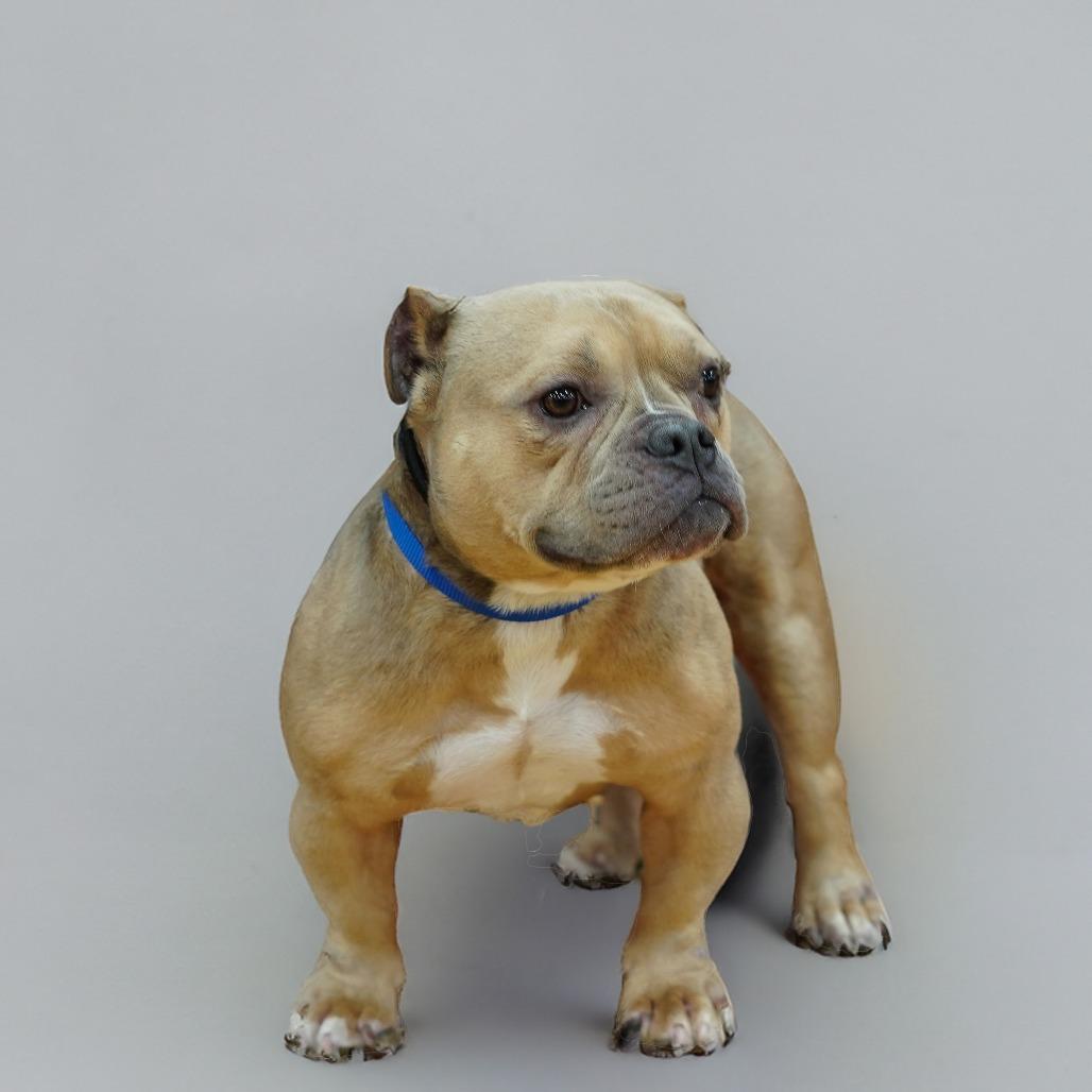 Fiona, a Adoptable Mixed Breed in Staten Island, NY image 6/6