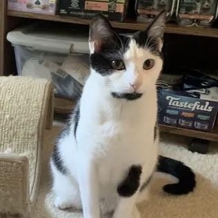 Jewel, ADOPTABLE, Adult Female Domestic Short Hair.