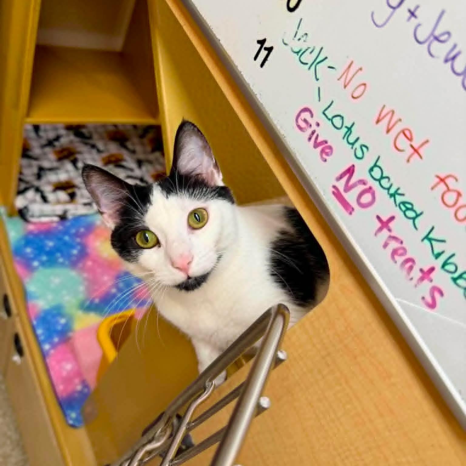 Jewel, a ADOPTABLE Domestic Short Hair in Sewell, NJ image 3/4