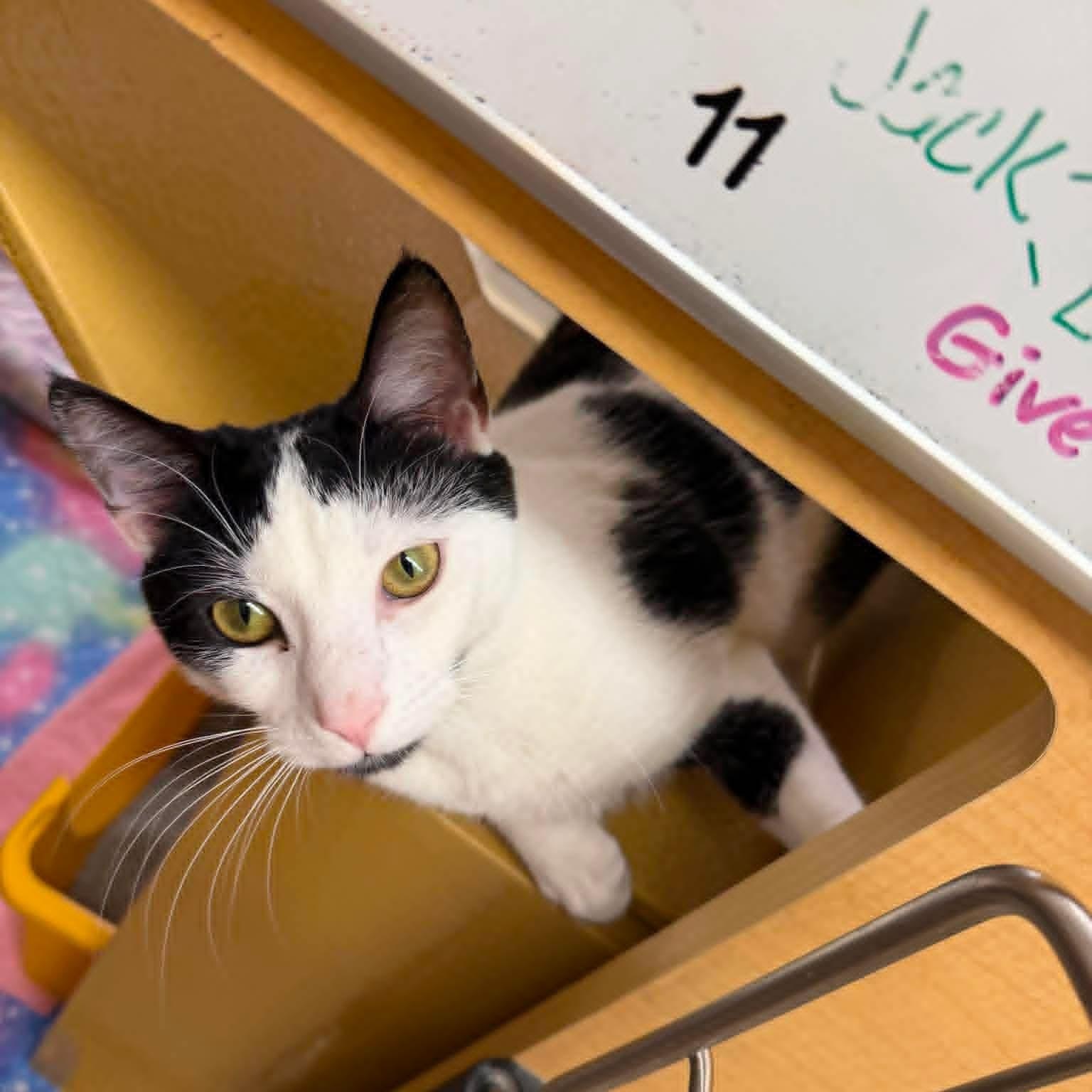 Jewel, a ADOPTABLE Domestic Short Hair in Sewell, NJ image 4/4
