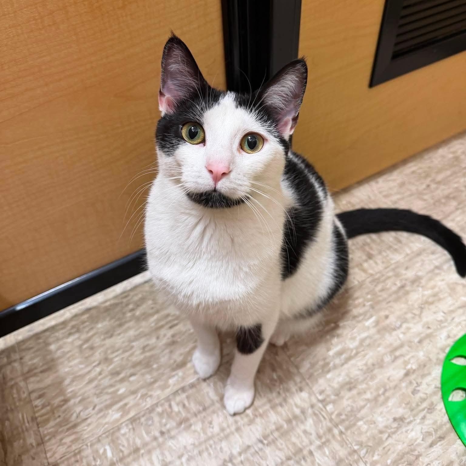 Jewel, ADOPTABLE, Adult Female Domestic Short Hair.