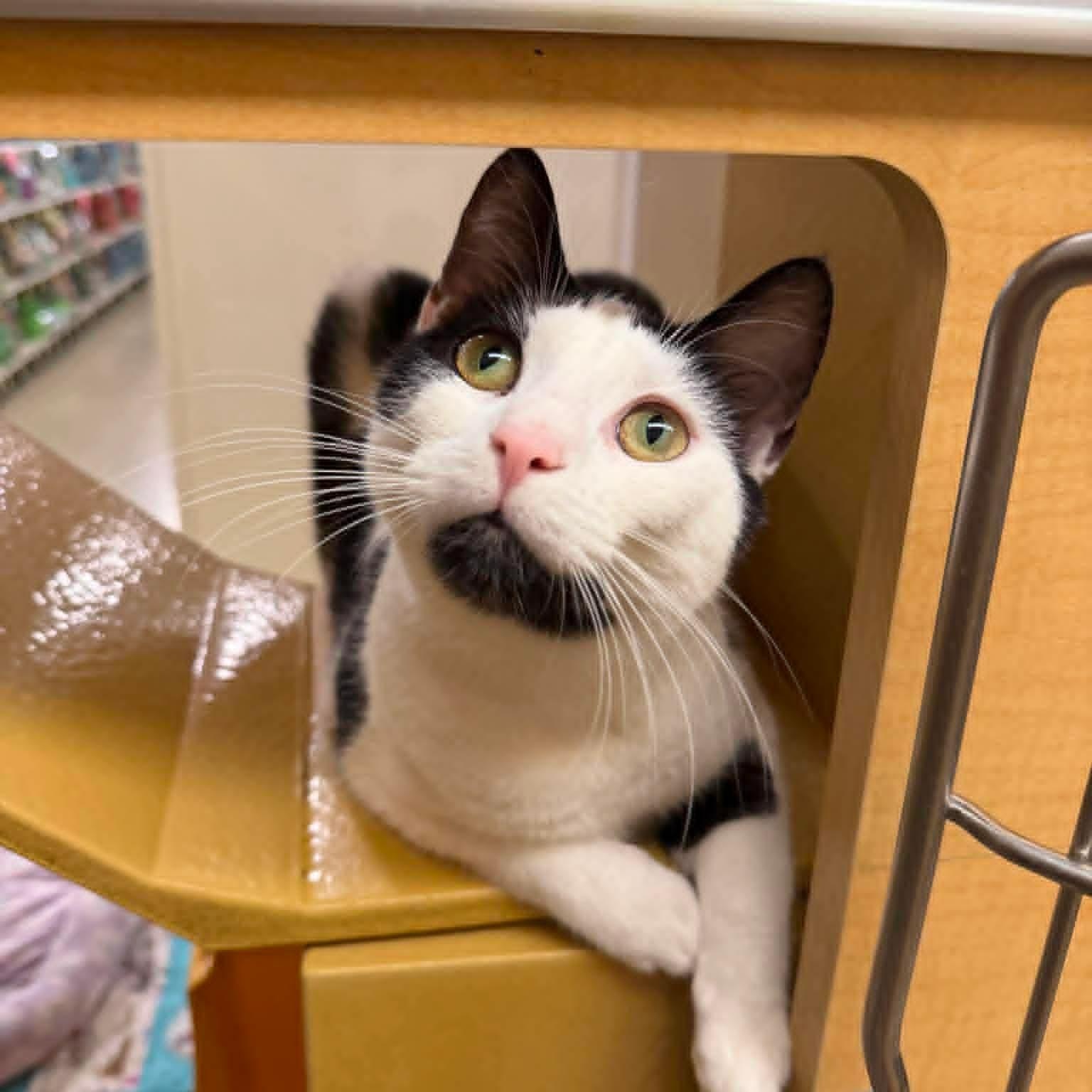 Jewel, a ADOPTABLE Domestic Short Hair in Sewell, NJ image 2/4