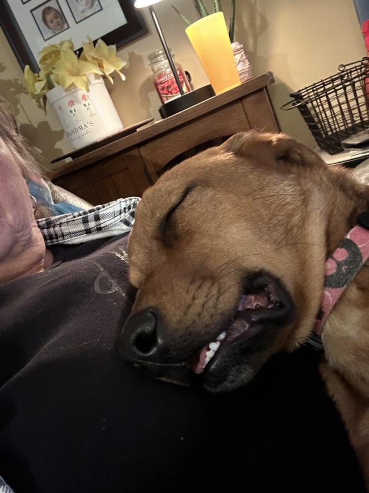 All in Andy, a Adoptable mixed breed in Randolph, MA image 2/4