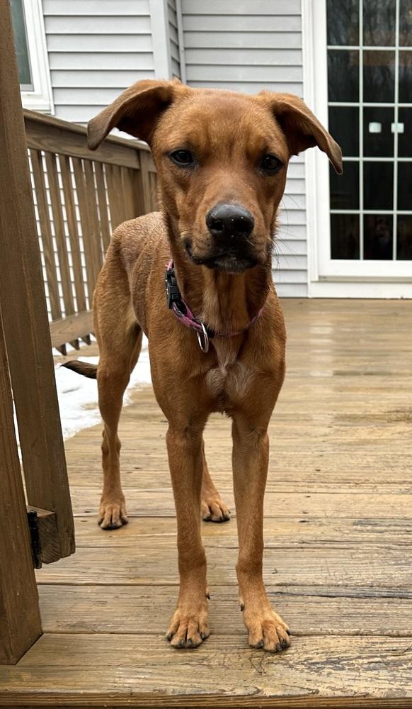 All in Andy, a Adoptable mixed breed in Randolph, MA image 3/4