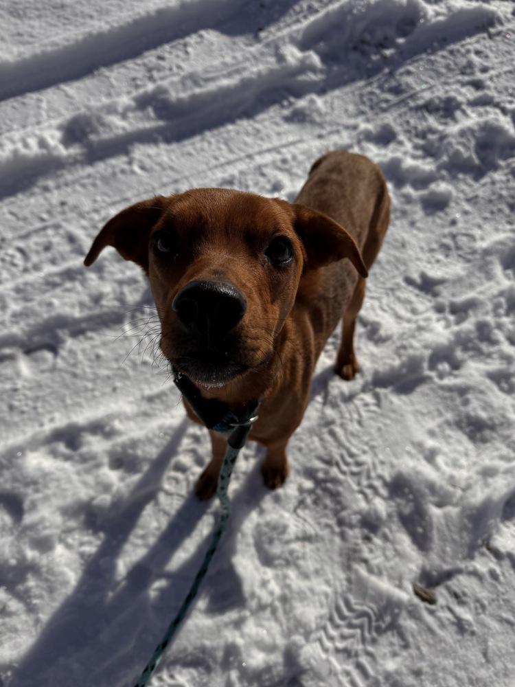 All in Andy, a Adoptable mixed breed in Randolph, MA image 1/4