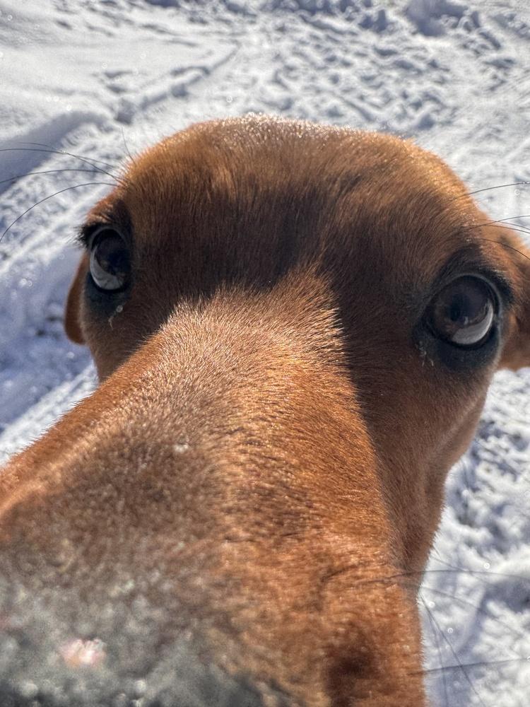 All in Andy, a Adoptable mixed breed in Randolph, MA image 4/4