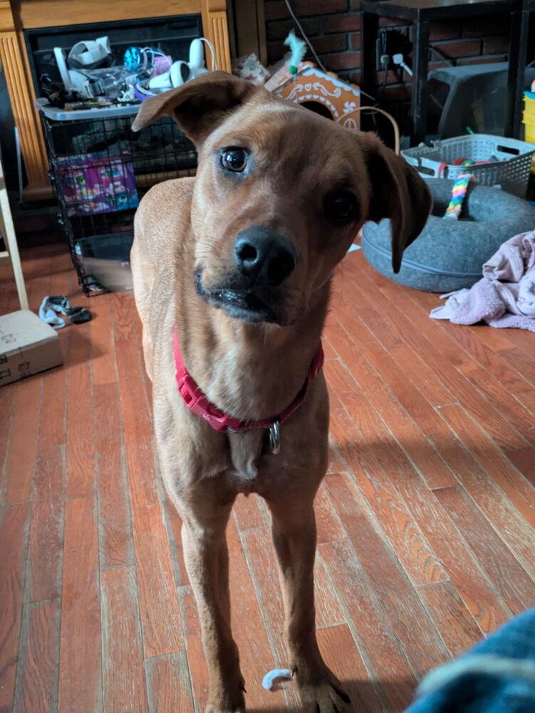 All in Andy, Adoptable, Young Male Labrador Retriever & Whippet.