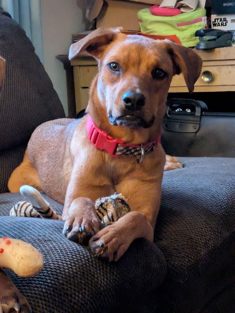 Enlarge All in Andy, a Adoptable mixed breed in Randolph, MA image 3/5