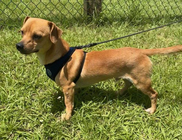 Enlarge Peanut, a Adopted Chihuahua in Tarrytown, GA image 1/3