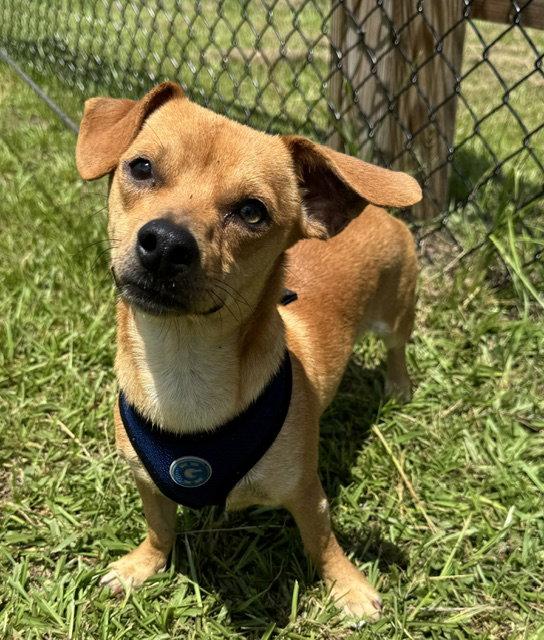 Enlarge Peanut, a Adopted Chihuahua in Tarrytown, GA image 2/3