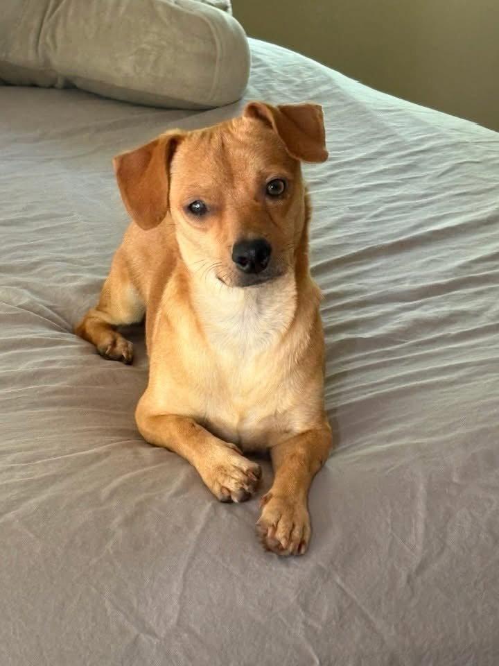 Enlarge Peanut, a Adopted Chihuahua in Tarrytown, GA image 3/3